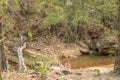 wild large huge male tiger or panthera tigris resting cooling his body in water or pond in natural environment on extremely hot