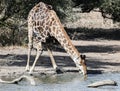Wild large male giraffe drinks water from pond