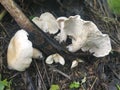 wild large white leucopax mushrooms on the ground