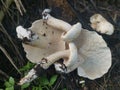 wild large white leucopax mushrooms on the ground Royalty Free Stock Photo