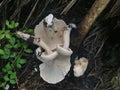 wild large white leucopax mushrooms on the ground Royalty Free Stock Photo