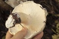 the wild large white leucopax mushrooms on the ground