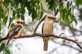 Wild Laughing Kookaburra Portrait, Kallista, Victoria, Australia, March 2019