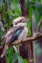 Wild Laughing Kookaburra Portrait, Kallista, Victoria, Australia, March 2019