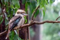 Wild Laughing Kookaburra Portrait, Kallista, Victoria, Australia, March 2019