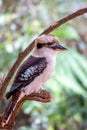 Wild Laughing Kookaburra Portrait, Kallista, Victoria, Australia, March 2019