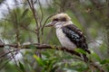 Wild Laughing Kookaburra, Woodlands Historic Park, Victoria, Australia, September 2016