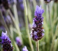 Wild Lavender Royalty Free Stock Photo