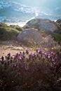 Wild lavender by the beach Royalty Free Stock Photo