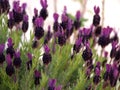 Wild purple lavender blossom field