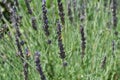 Wild Lavender Plant Royalty Free Stock Photo