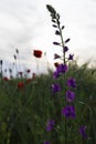 Wild lavender on a poppy field Royalty Free Stock Photo