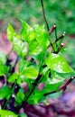 Wild leadwort or Daun Encok