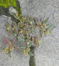 Wild leaves with colorful flowers and moss growing on the pathways