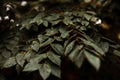 Wild leaves with raindrops