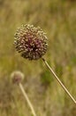 Wild Leek flowers blooming - Allium ampeloprasum Royalty Free Stock Photo