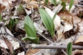 Wild Leek (Ramps)