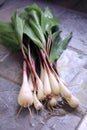 Wild Leeks Royalty Free Stock Photo