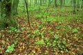 Wild Leeks on Forest Floor  49295 Royalty Free Stock Photo