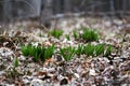 Wild leeks growing in the forest