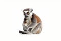 Wild lemur sits on a white background Royalty Free Stock Photo