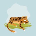 Wild leopard feline animal icon Royalty Free Stock Photo