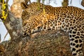 Wild leopard licking paw on top of the tree