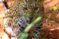 Wild leopard looking front face in the zoo cage Royalty Free Stock Photo