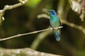 Lesser violetear