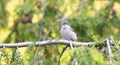 Wild lesser whitethroat or Sylvia curruca perching on a branch of a tree