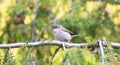 Wild lesser whitethroat or Sylvia curruca perching on a branch of a tree