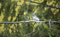 Wild lesser whitethroat or Sylvia curruca perching on a branch of a tree