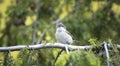 Wild lesser whitethroat or Sylvia curruca perching on a branch of a tree