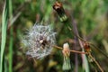 Wild lettuce Lactuca virosa. Medicinal field plant. Close-up of a flowering and fruiting plant