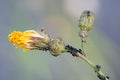 Wild lettuce (Lactuca Virosa). Summer nice plant closeup. 3 picture.