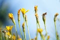 Wild lettuce (Lactuca Virosa). Summer nice plant closeup. 2 picture.