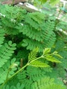 Wild Leucaena Plant Growing in Tropical Area Royalty Free Stock Photo