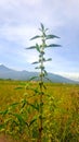Wild Leucas Aspera Plant in Open Grassland Royalty Free Stock Photo