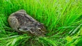 Wild leveret hides in high grass