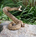 angry coiled rattle snake on rock Royalty Free Stock Photo