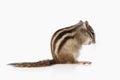 Wild life. Chipmunk isolated on white background Royalty Free Stock Photo