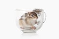 Wild life. Chipmunk isolated on white background Royalty Free Stock Photo