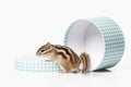 Wild life. Chipmunk isolated on white background Royalty Free Stock Photo