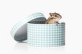 Wild life. Chipmunk isolated on white background Royalty Free Stock Photo