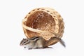 Wild life. Chipmunk isolated on white background Royalty Free Stock Photo
