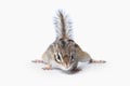 Wild life. Chipmunk isolated on white background Royalty Free Stock Photo