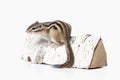 Wild life. Chipmunk isolated on white background Royalty Free Stock Photo