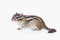 Wild life. Chipmunk isolated on white background Royalty Free Stock Photo