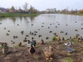 Wild life. ducks and pigeons on the shore of the pond Royalty Free Stock Photo