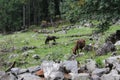 Wild life horses into lush green Forest at Kutla, Himachal Pradesh, India